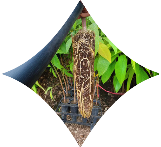 Evaluation of Young Bud Root Trainer Systems